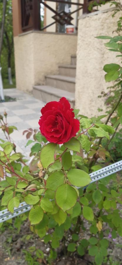 فيلة Sweet *